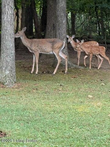 3203 Kings Ct, Bardstown - photo 5 of 61